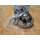 Bates Custom Chopper Chrom H4 Hauptscheinwerfer 5 3/4 Lampe 155mm E-gepr&uuml;ft
